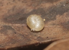 Bisilvestriidae