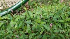 Persicaria longiseta