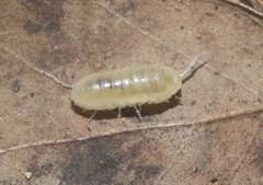 Bisilvestriidae
