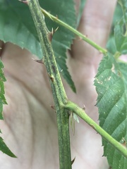 Rubus pensilvanicus
