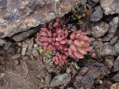 Sedum lanceolatum