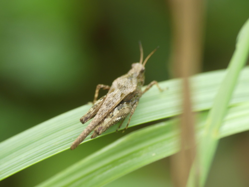 Slender groundhopper