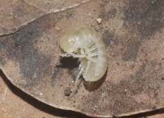 Bisilvestriidae