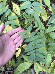 Hedysarum sulphurescens