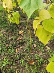 Catalpa bignonioides