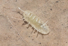 Bisilvestriidae