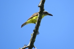 Megarynchus pitangua