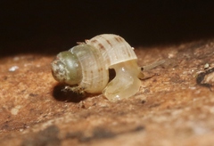 Stylommatophora