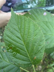 Rubus pensilvanicus