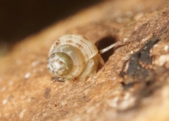 Stylommatophora