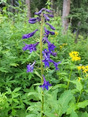 Delphinium barbeyi