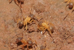 Cyphomyrmex minutus