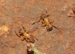 Cyphomyrmex minutus