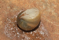 Stylommatophora