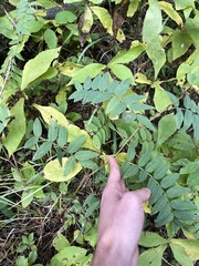 Hedysarum sulphurescens