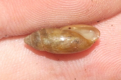 Oleacina