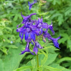 Delphinium barbeyi