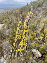 Aspalathus caledonensis