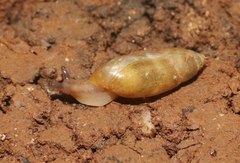 Oleacina