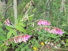 Hedysarum occidentale