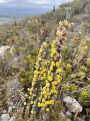 Aspalathus caledonensis