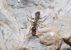 Pheidole