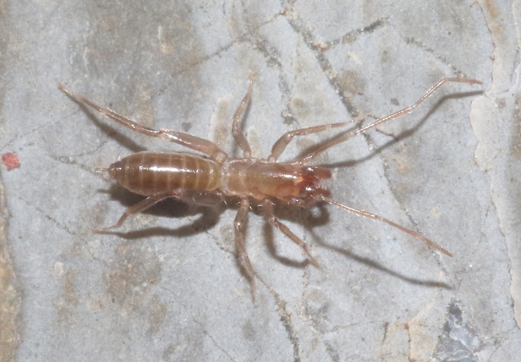 Stenochrus