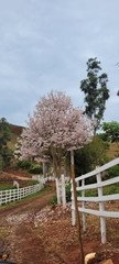 Tabebuia roseoalba