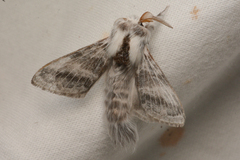 Tolype distincta