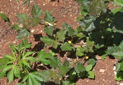 Malachra alceifolia