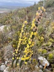 Aspalathus caledonensis