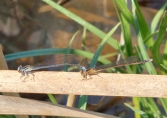 Pseudagrion kersteni