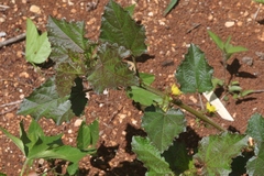 Malachra alceifolia