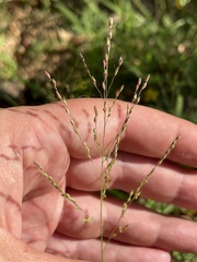 Panicum