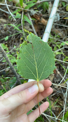 Populus grandidentata
