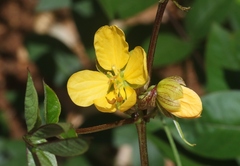 Senna occidentalis
