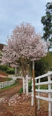 Tabebuia roseoalba