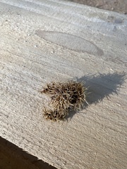 Chrysolepis chrysophylla