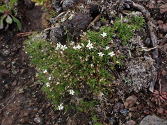 Cherleria biflora