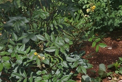 Senna occidentalis