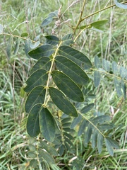 Senna hebecarpa