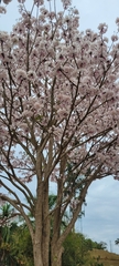 Tabebuia roseoalba