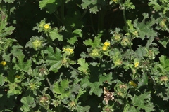 Malachra alceifolia