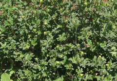 Malachra alceifolia