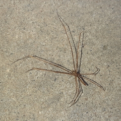 Deinopis