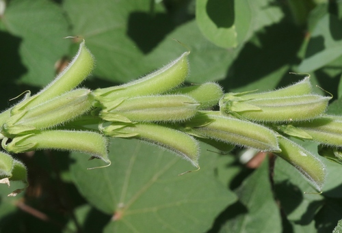 Crotalaria incana