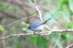 Conirostrum speciosum