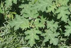 Solanum campechiense