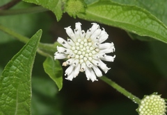 Melanthera nivea