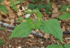 Melanthera nivea